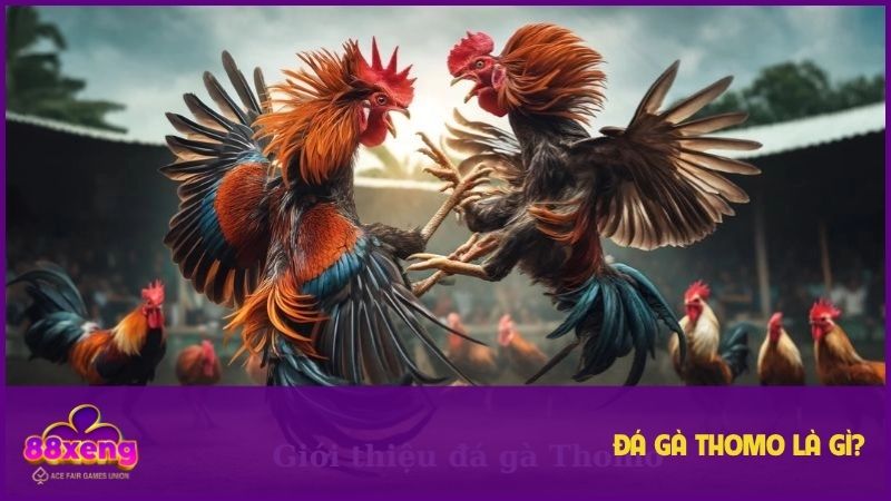Đá gà Thomo Xeng88 - Trải nghiệm kịch tính và bí quyết cược thắng lớn 1 Đá gà Thomo luôn thu hút hội viên trong vài năm gần đây