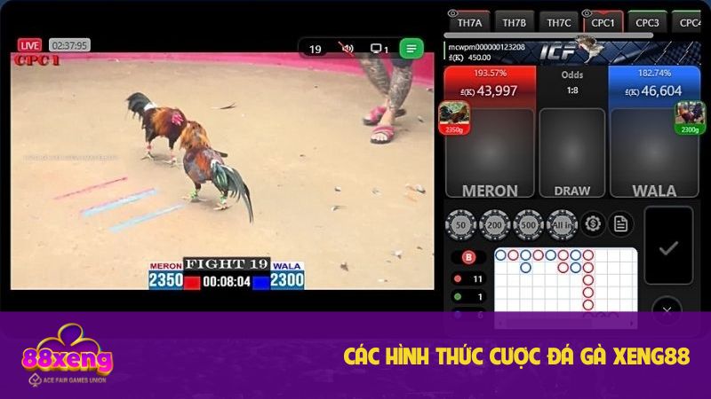 Hình thức chọi gà phong phú để cược